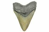 Fossil Megalodon Tooth - North Carolina #373128-1